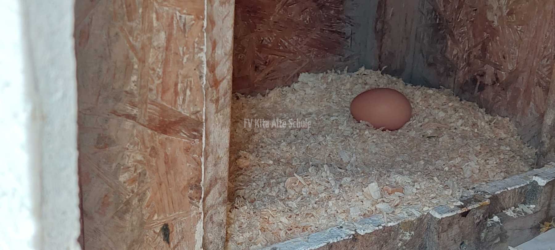 Erst waren die Hühner da, dann das Ei.