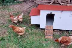 Die Hühner sind da!