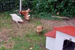 Die Hühner sind da!