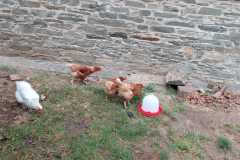 Die Hühner sind da!