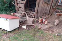 Die Hühner sind da!