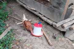 Die Hühner sind da!