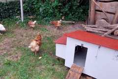 Die Hühner sind da!