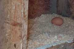 Erst waren die Hühner da, dann das Ei.